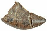 Serrated, Juvenile Tyrannosaur (Nanotyrannus?) Tooth - Montana #245925-1